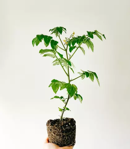 petit_arbre